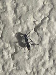 Micropezidae