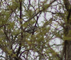 Polioptila melanura