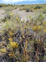 Cleomella plocasperma