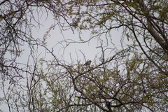 Polioptila melanura