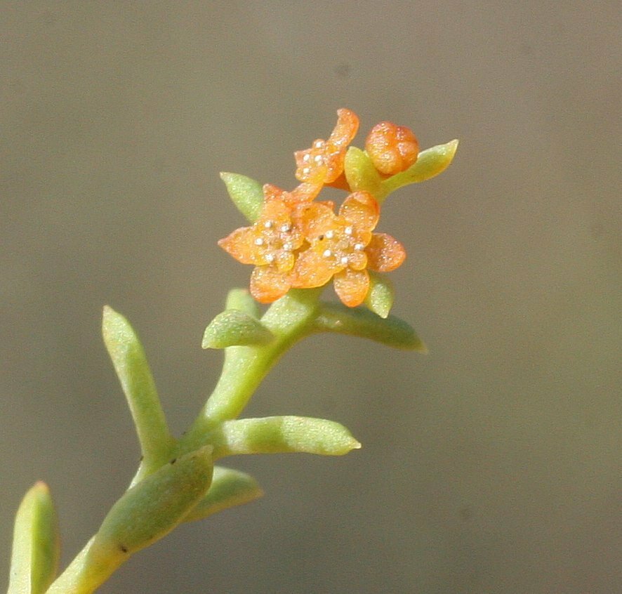 Leptomeria ericoides