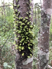Pyrrosia