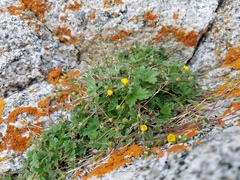 Potentilla cottamii