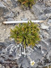 Aciphylla monroi