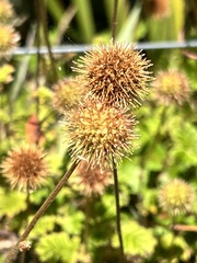 Acaena anserinifolia