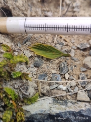 Aciphylla monroi