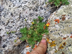 Potentilla cottamii