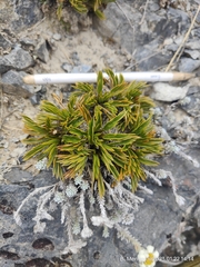 Aciphylla monroi