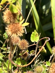 Acaena anserinifolia