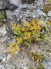 Aciphylla monroi