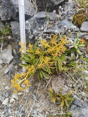 Aciphylla monroi