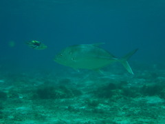 Caranx papuensis