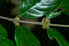 Lasianthus formosensis
