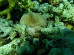 Lobactis scutaria