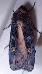 Actebia fennica