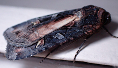 Actebia fennica