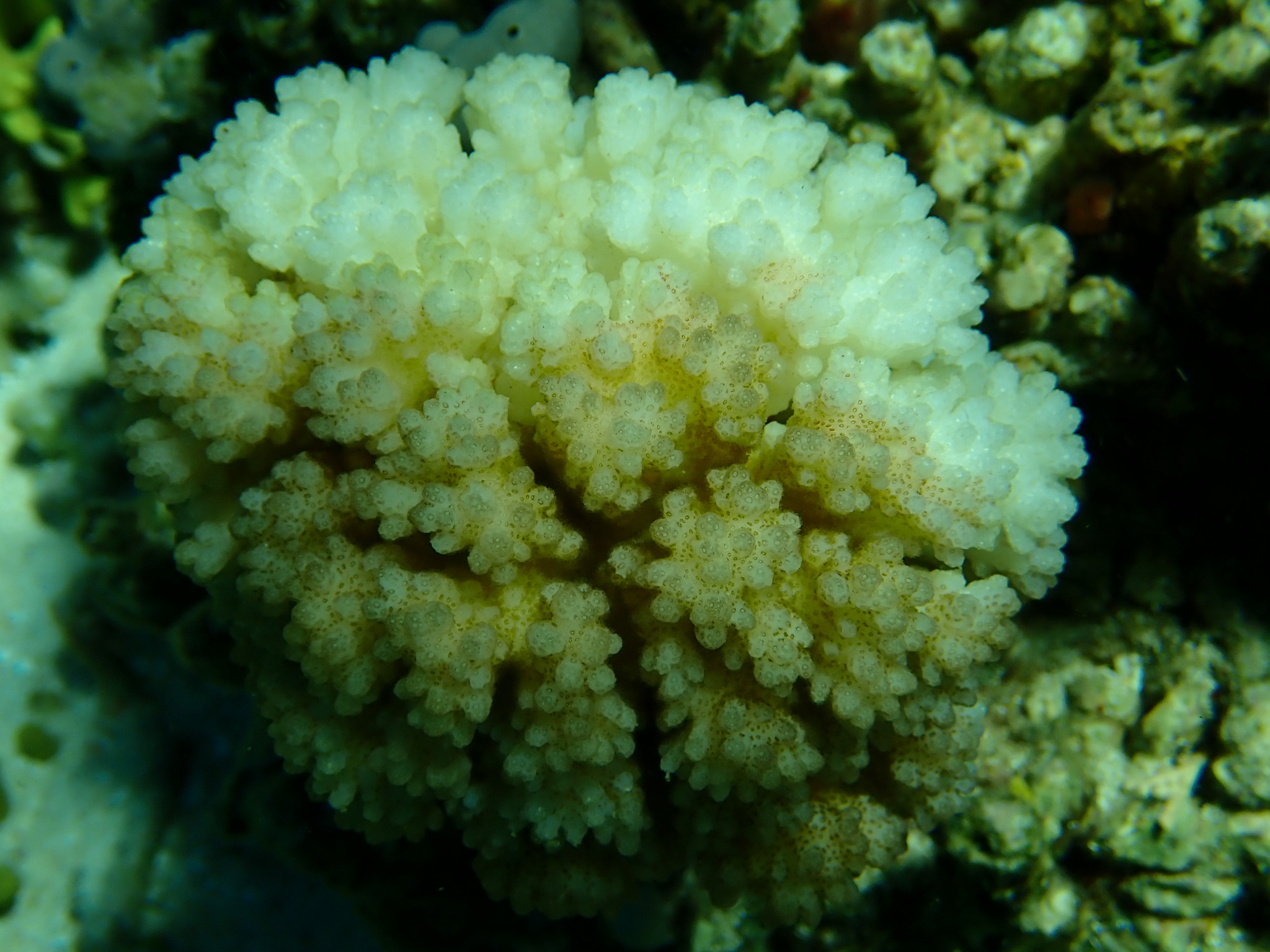 Pocillopora Lamarck, 1816