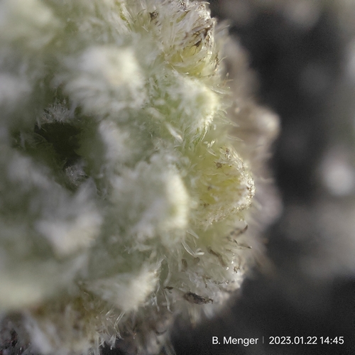 Image of Raoulia mammillaris by no rights reserved