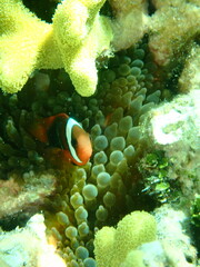 Amphiprion melanopus