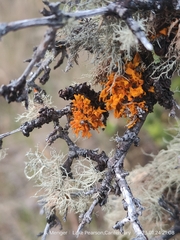 Teloschistes velifer