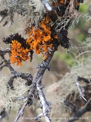 Teloschistes velifer