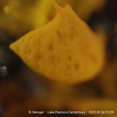 Teloschistes velifer