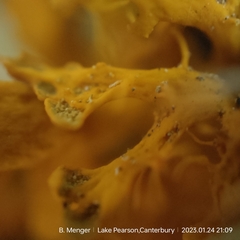 Teloschistes velifer