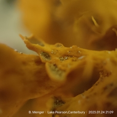 Teloschistes velifer