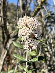 Ceanothus crassifolius