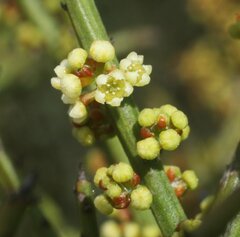 Leptomeria pauciflora