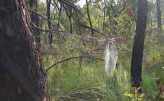 Phonognatha graeffei