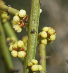 Leptomeria pauciflora