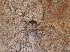 Tamopsis eucalypti