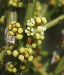 Leptomeria pauciflora