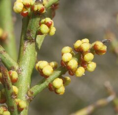 Leptomeria pauciflora