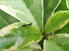 Odontomantis planiceps