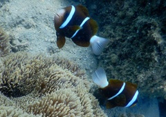 Amphiprion akindynos