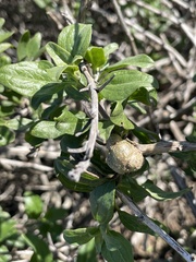 Asphondylia enceliae