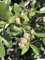 Asphondylia enceliae