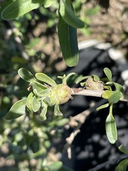 Asphondylia enceliae