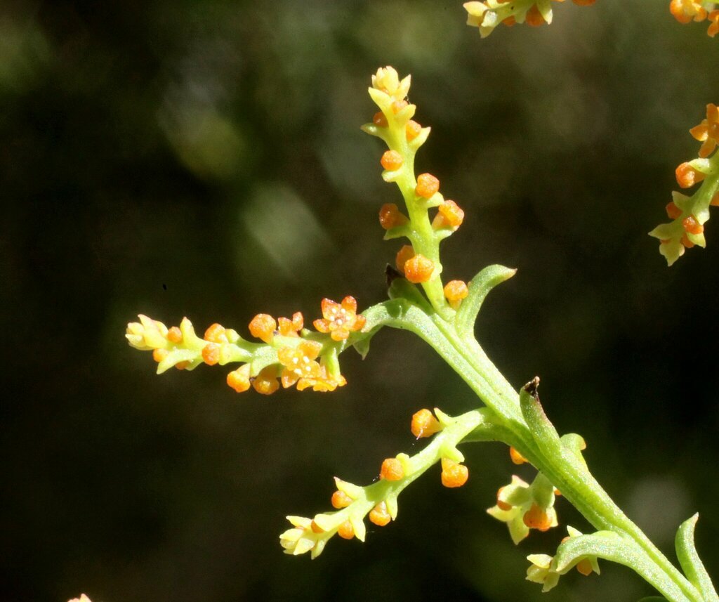 Leptomeria squarrulosa