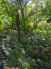 Habenaria pantlingiana
