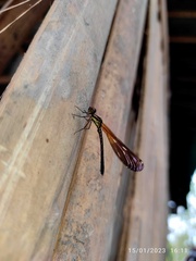 Heliocypha fenestrata