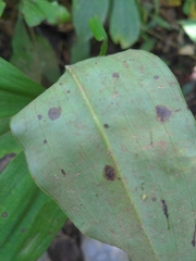 Habenaria pantlingiana