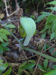 Arisaema ringens