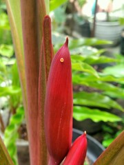 Eupanacra elegantulus