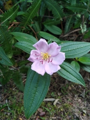 Melastoma septemnervium