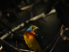 Passerina leclancherii