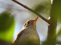 Catharus aurantiirostris