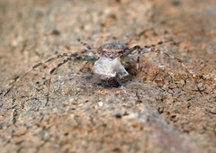 Tamopsis eucalypti